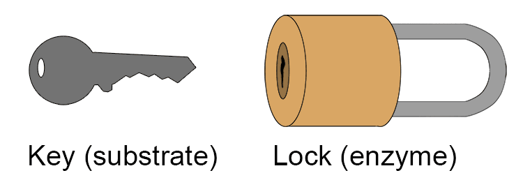 This is known as the 'lock and key' hypothesis, i.e. the substrate 'unlocks' the enzyme. 